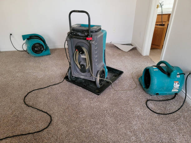 Best Professional water damage repair  in Rockwood, TN