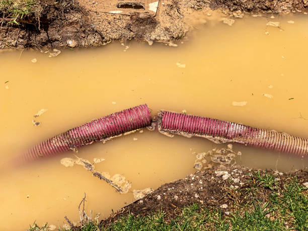 Best Mold removal after water damage  in Rockwood, TN